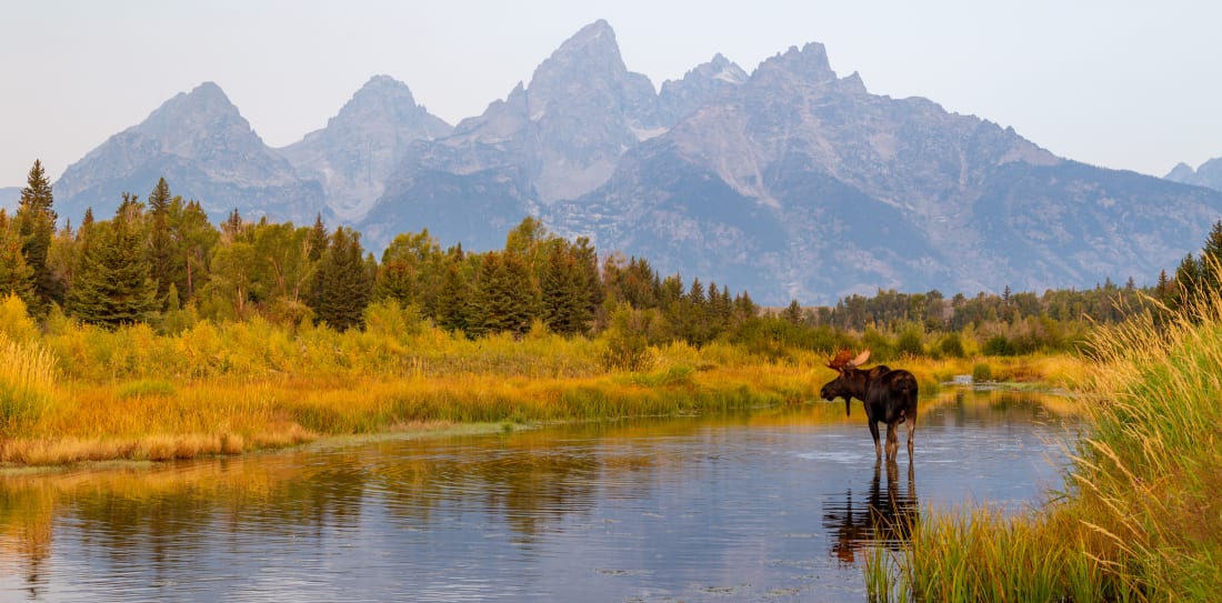 Yellowstone Park with moose in river