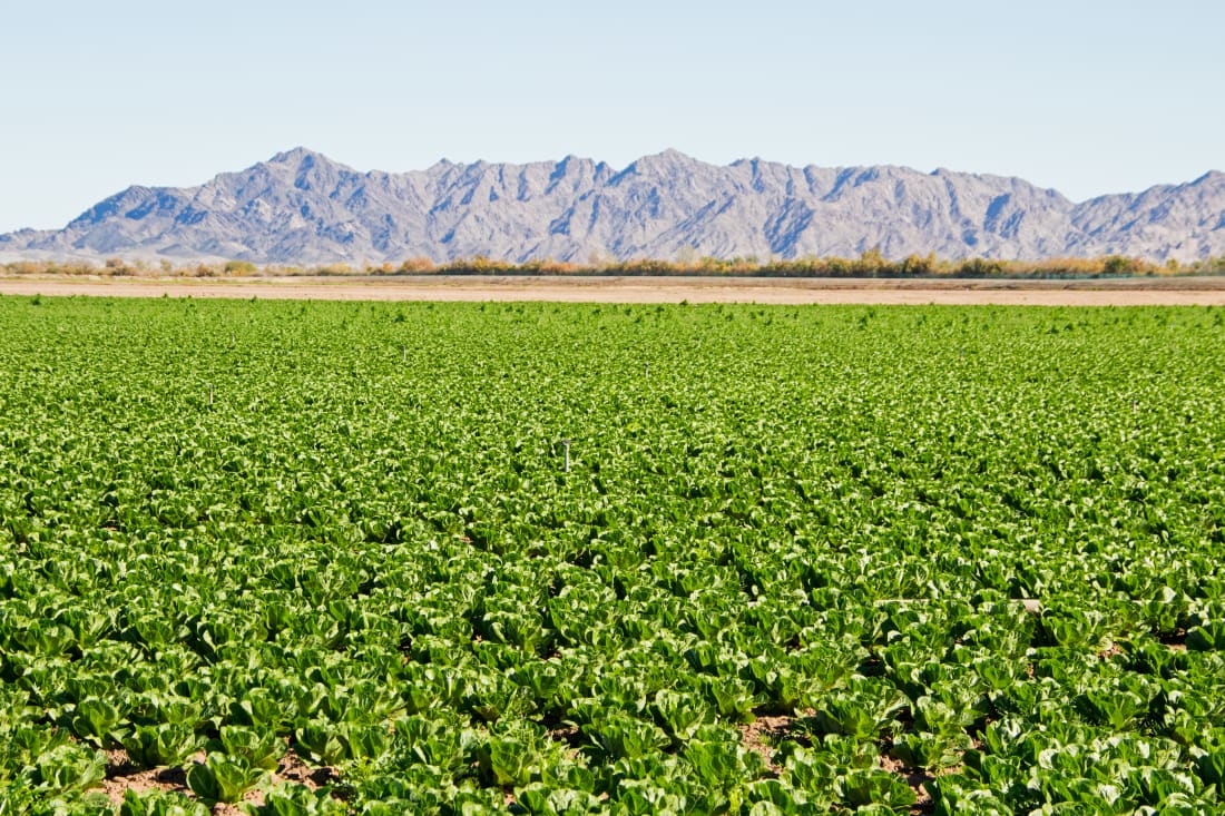 lettuce field in yuma, ariz.