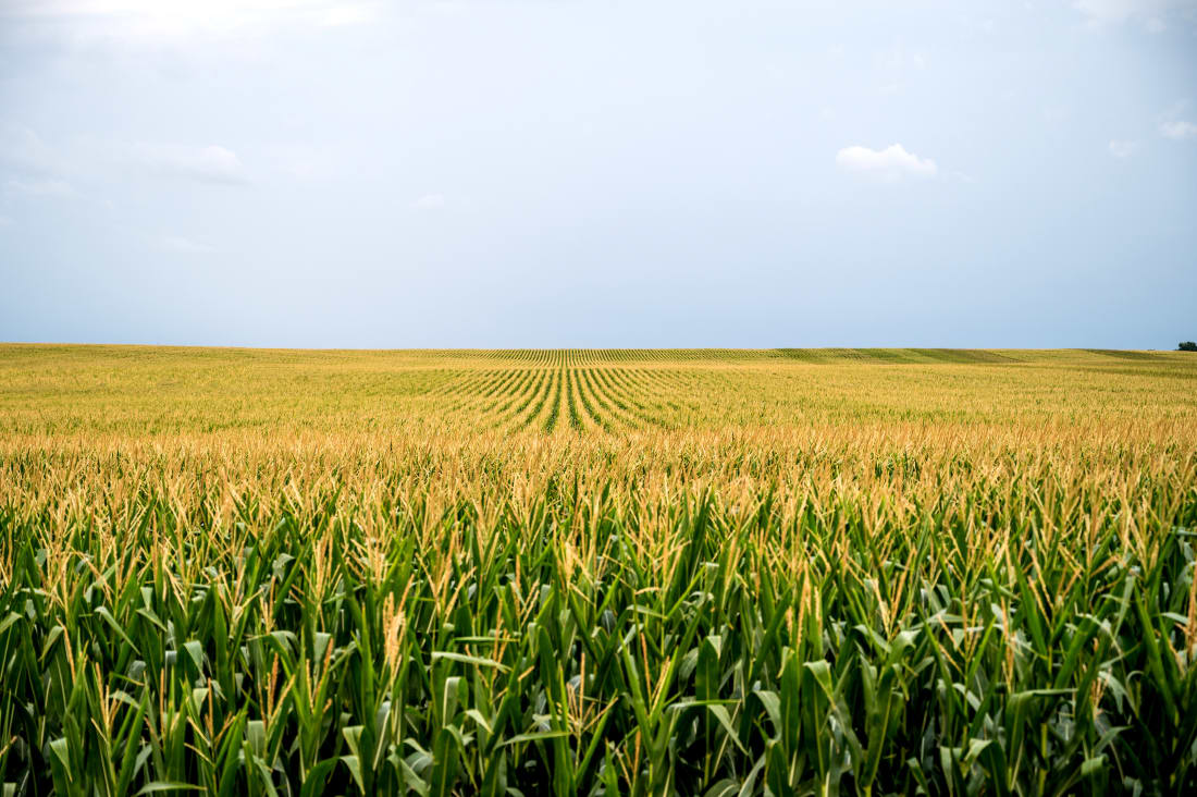 corn field groundwater use