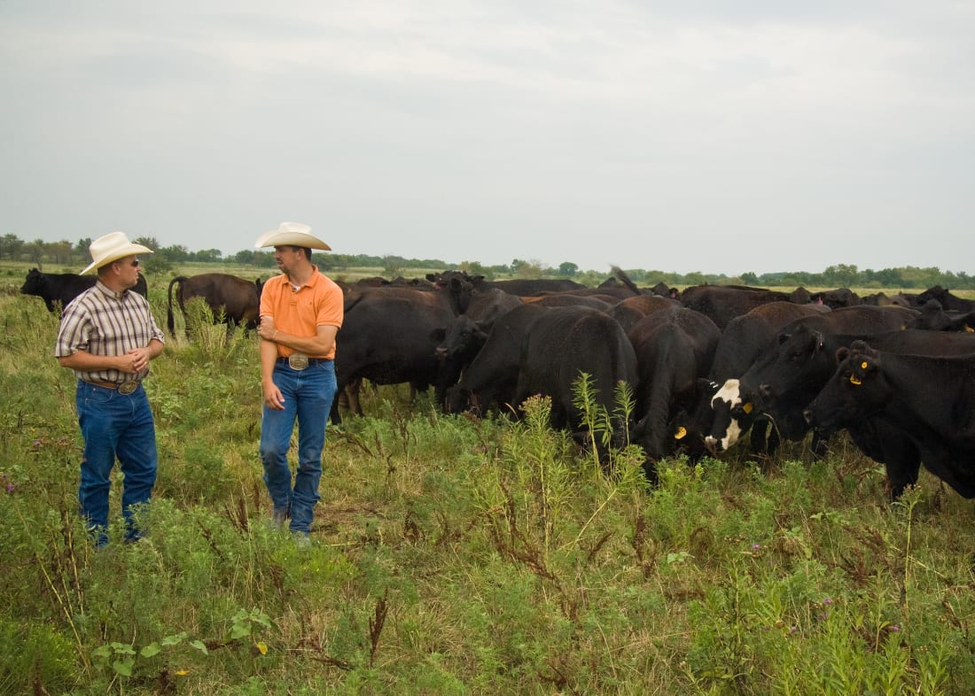 ranchers in field with cattle