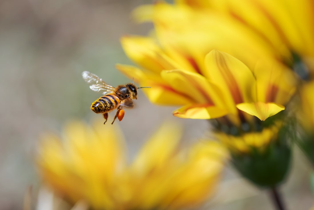 honey bee on sunflower