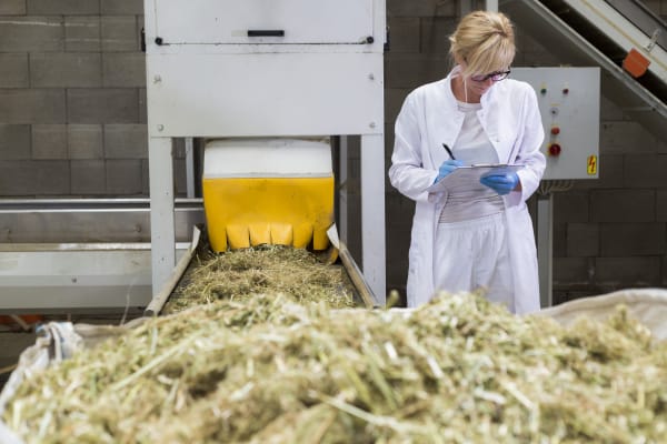 A USDA official monitoring hemp processing at a farm.