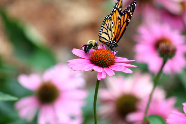 Monarch butterfly and bumblebee one the same purple coneflower
